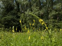 Agrimonia procera 8, Welriekende agrimonie, Saxifraga-Jan van der Straaten