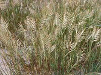 Agropyron cristatum