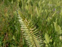 Agropyron cristatum 10, Kamdragende tarwe, Saxifraga-Ed Stikvoort