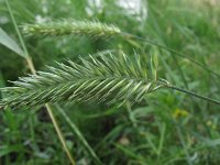 Agropyron cristatum 4, Kamdragende tarwe, Saxifraga-Rutger Barendse