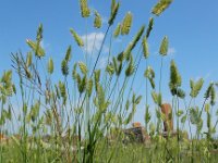 Agropyron cristatum 6, Kamdragende tarwe, Saxifraga-Ed Stikvoort