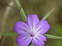 Agrostemma githago 56, Bolderik, Saxifraga-Tom Heijnen