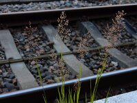 Agrostis capillaris, Colonial Bentgrass
