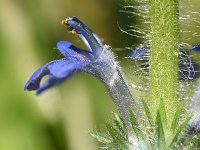 Ajuga genevensis 37, Harig zenegroen, Saxifraga-Sonja Bouwman  1002. Harig zenegroen - Ajuga genevensis - Lamiaceae familie (zw)