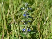 Ajuga genevensis 39, Harig zenegroen, Saxifraga-Sonja Bouwman  1002. Harig zenegroen - Ajuga genevensis - Lamiaceae familie (zw)