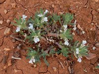 Ajuga iva