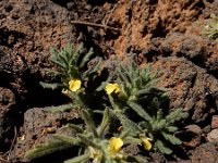 Ajuga iva pseudoiva 12, Saxifraga-Ed Stikvoort