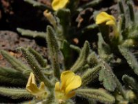 Ajuga iva pseudoiva 15, Saxifraga-Ed Stikvoort