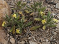 Ajuga iva pseudoiva 5, Saxifraga-Willem van Kruijsbergen