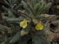 Ajuga iva pseudoiva 6, Saxifraga-Willem van Kruijsbergen