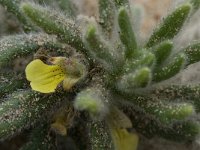 Ajuga iva pseudoiva 7, Saxifraga-Willem van Kruijsbergen