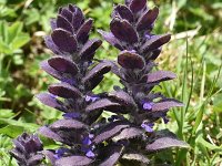 Ajuga pyramidalis 23, Piramidezenegroen, Saxifraga-Harry Jans