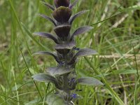 Ajuga pyramidalis 24, Piramidezenegroen, Saxifraga-Willem van Kruijsbergen