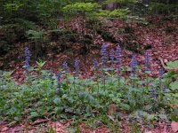 Ajuga reptans 47, Kruipend zenegroen, Saxifraga-Ed Stikvoort