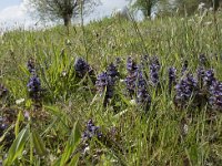 Ajuga reptans 83, Kruipend zenegroen, Saxifraga-Willem van Kruijsbergen