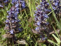 Ajuga reptans 84, Kruipend zenegroen, Saxifraga-Willem van Kruijsbergen