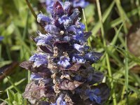 Ajuga reptans 85, Kruipend zenegroen, Saxifraga-Willem van Kruijsbergen