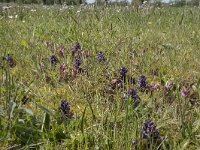 Ajuga reptans 86, Kruipend zenegroen, Saxifraga-Willem van Kruijsbergen