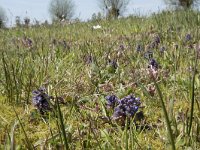 Ajuga reptans 87, Kruipend zenegroen, Saxifraga-Willem van Kruijsbergen