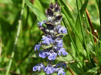 Ajuga reptans 88, Kruipend zenegroen, Saxifraga-Sonja Bouwman  511. Kruipend zenegroen - Ajuga reptans - Lamiaceae familie (i) Meijendel (Wassenaar), Sandwijck (De Bilt), Drentsche Aa (Oudemolen), Woerden, The Burren