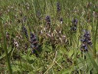 Ajuga reptans 89, Kruipend zenegroen, Saxifraga-Willem van Kruijsbergen