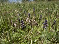 Ajuga reptans 90, Kruipend zenegroen, Saxifraga-Willem van Kruijsbergen