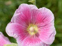 Alcea rosea 19, Stokroos, Saxifraga-Sonja Bouwman