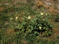 Alcea rugosa 7, Saxifraga-Ed Stikvoort