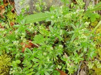 Alchemilla alpina 11, Saxifraga-Rutger Barendse