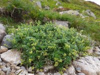 Alchemilla conjuncta, Silver Ladys-mantle