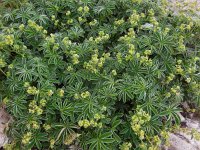 Alchemilla conjuncta (agg) 5, Saxifraga-Ed Stikvoort