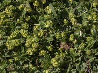 Alchemilla iniquiformis