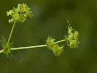 Alchemilla xanthochlora, Intermediate Lady's-mantle