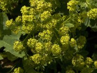 Alchemilla xanthochlora 2, Geelgroene vrouwenmantel, Saxifraga-Jan van der Straaten