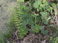 Alchemilla xanthochlora 3, Geelgroene vrouwenmantel, Saxifraga-Peter Meininger