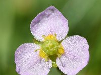 Alisma lanceolatum 23, Slanke waterweegbree, Saxifraga-Sonja Bouwman  901. Slanke waterweegbree - Alisma lanceolatum - Alismaceae familie (i) Woerden