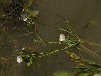 Alisma lanceolatum 10, Slanke waterweegbree, Saxifraga-Willem van Kruijsbergen