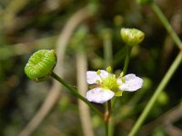 Alisma lanceolatum 11, Slanke waterweegbree, Saxifraga-Rutger Barendse