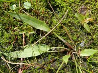 Alisma lanceolatum 12, Slanke waterweegbree, Saxifraga-Rutger Barendse