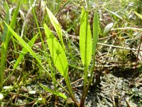 Alisma lanceolatum 13, Slanke waterweegbree, Saxifraga-Rutger Barendse