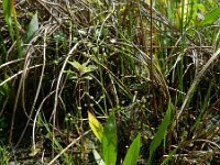 Alisma lanceolatum 14, Slanke waterweegbree, Saxifraga-Rutger Barendse