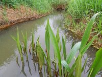 Alisma lanceolatum 17, Slanke waterweegbree, Saxifraga-Rutger Barendse