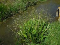 Alisma lanceolatum 18, Slanke waterweegbree, Saxifraga-Ed Stikvoort