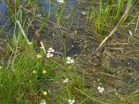 Alisma lanceolatum 19, Slanke waterweegbree, Saxifraga-Rutger Barendse