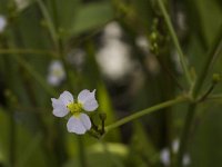 Alisma lanceolatum 2, Slanke waterweegbree, Saxifraga-Jan van der Straaten