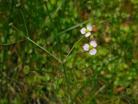 Alisma lanceolatum 20, Slanke waterweegbree, Saxifraga-Ed Stikvoort