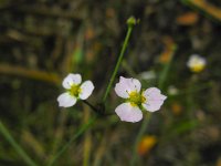 Alisma lanceolatum 21, Slanke waterweegbree, Saxifraga-Ed Stikvoort