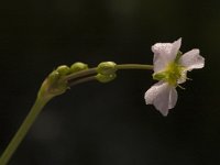 Alisma lanceolatum 3, Slanke waterweegbree, Saxifraga-Jan van der Straaten