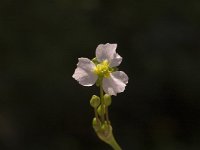 Alisma lanceolatum 5, Slanke waterweegbree, Saxifraga-Jan van der Straaten