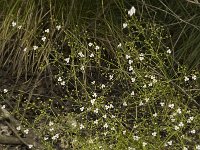 Alisma lanceolatum 6, Slanke waterweegbree, Saxifraga-Jan van der Straaten